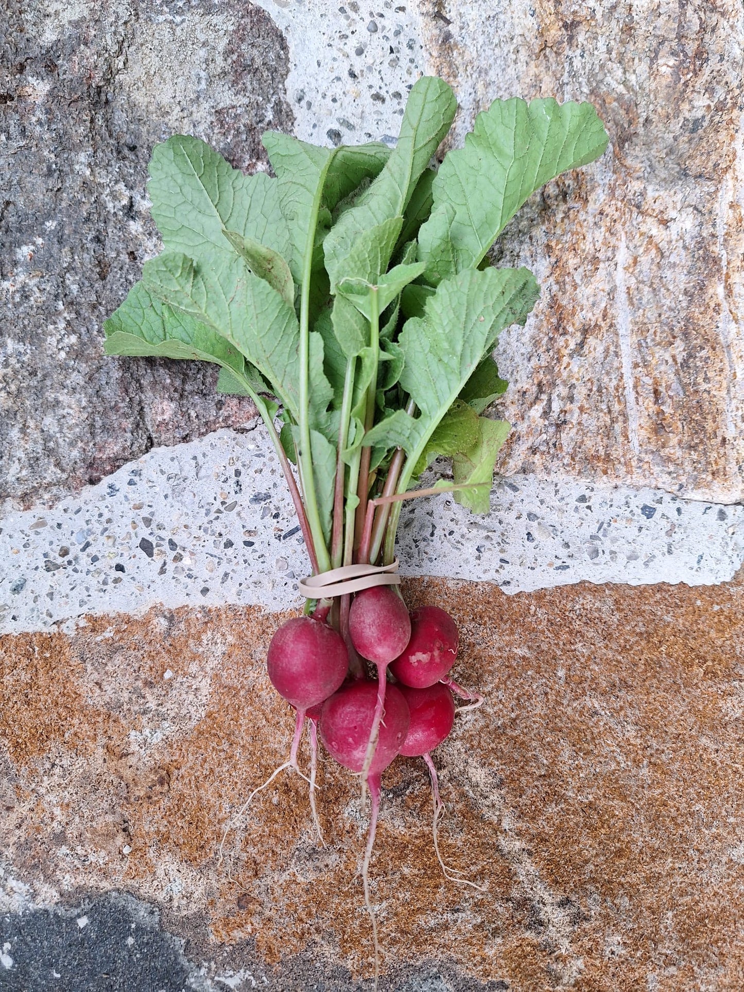 Radishes - Sora