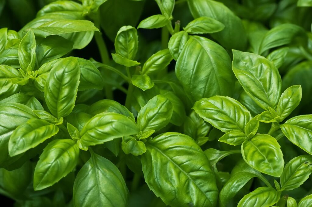 Basil 4" POTTED PLANT