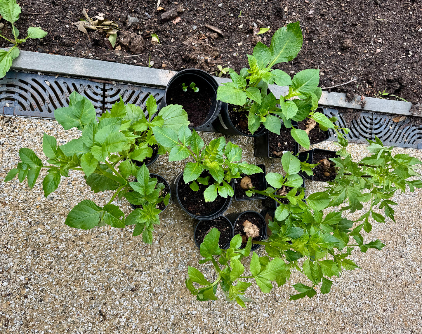 Dahlia Plant