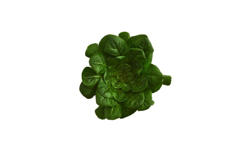 Spinach Lettuce