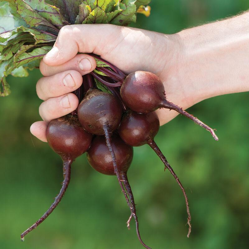 Baby Beets