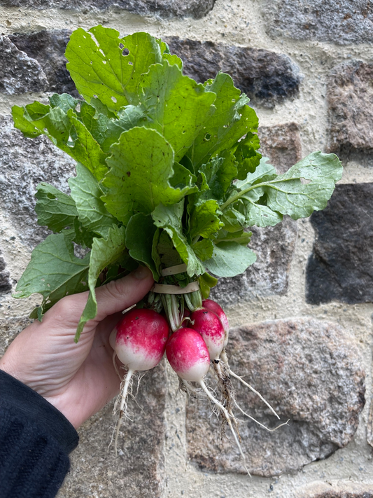 Radishes - French Breakfast