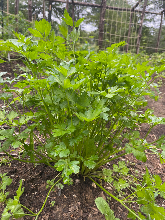 Italian Flat Leaf Parsley
