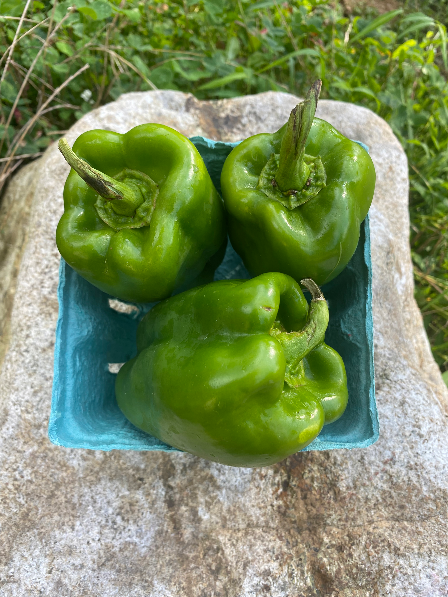 Organic Escomilla Sweet Pepper