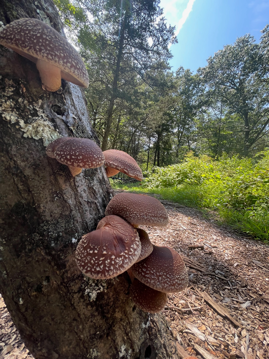 Hardwood Grown Shiitake Mushrooms