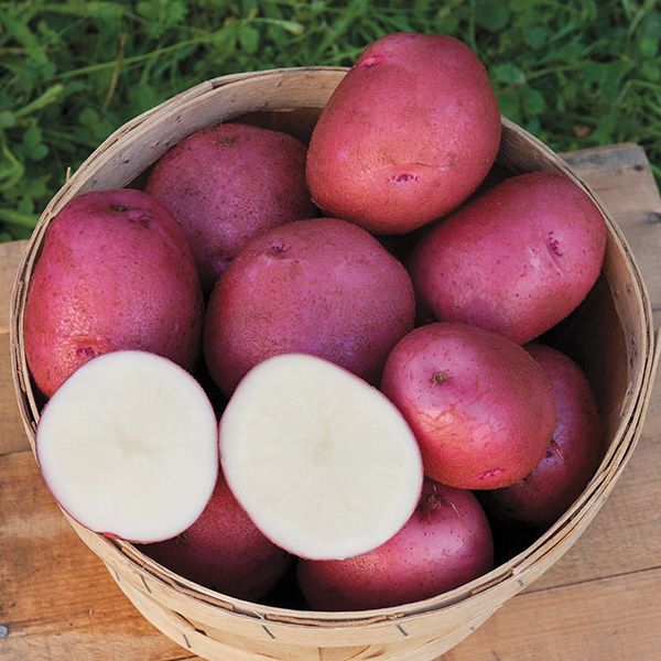 Red Potatoes