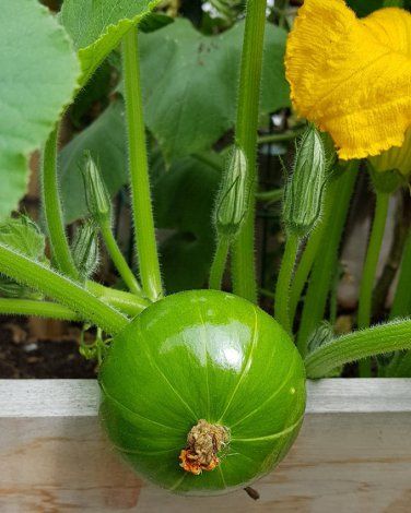 Zapallito Squash