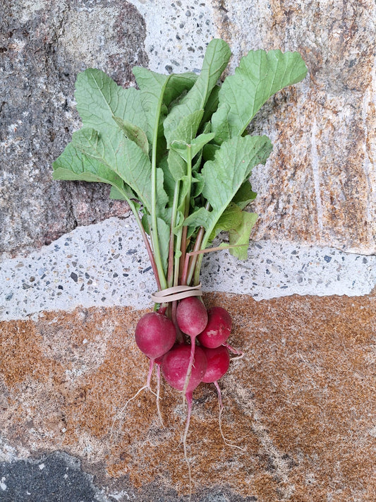 Radishes - Sora-Round Red