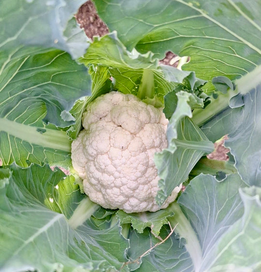 Cauliflower