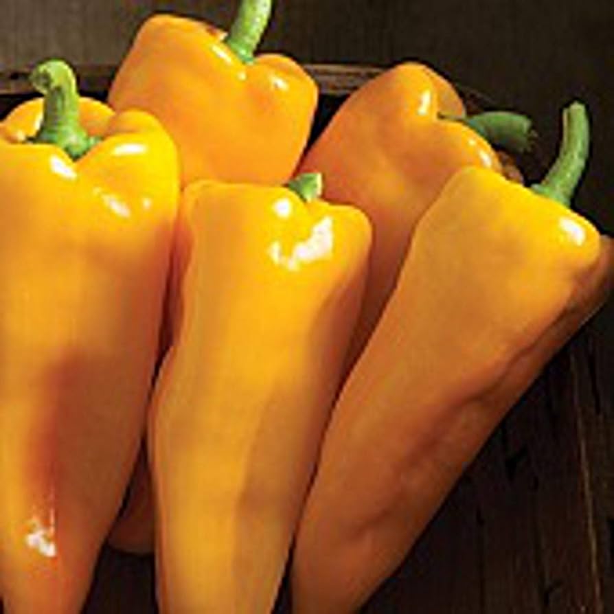 Escamillo Pepper Plant- 4" pot