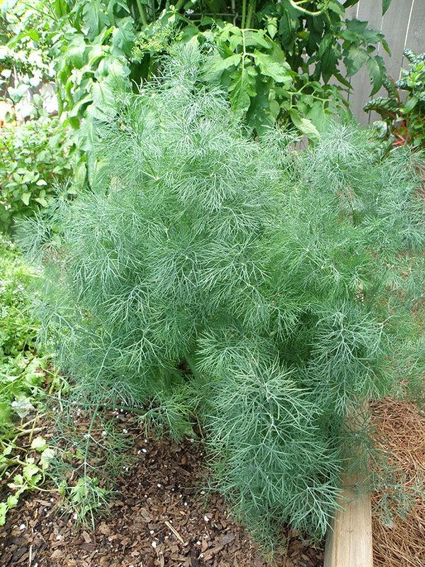 Fernleaf Dill