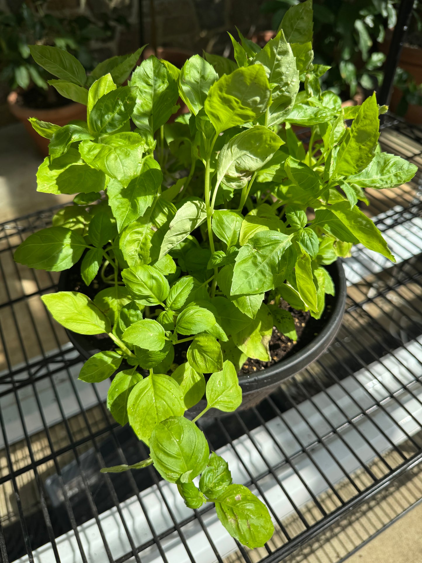 Basil Plant- 8" pot