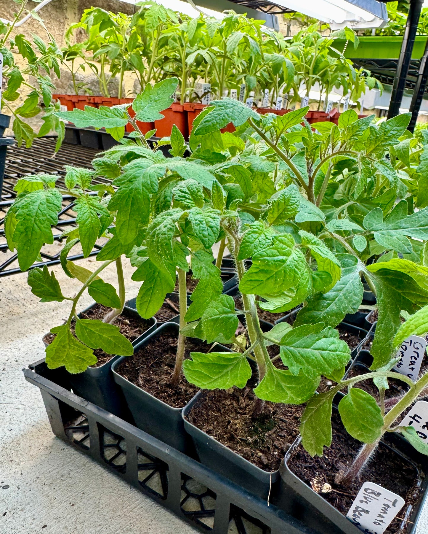 Tomato Plant- 4" Potted