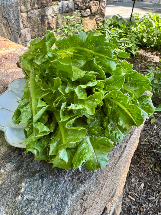 Lettuce- Dino Lettuce Head