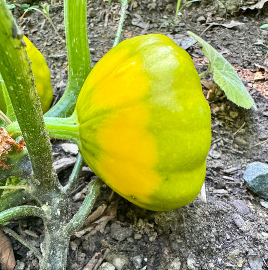 Pattypan Squash