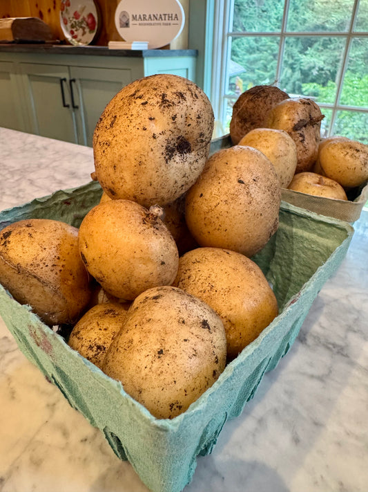 Elba White Potato