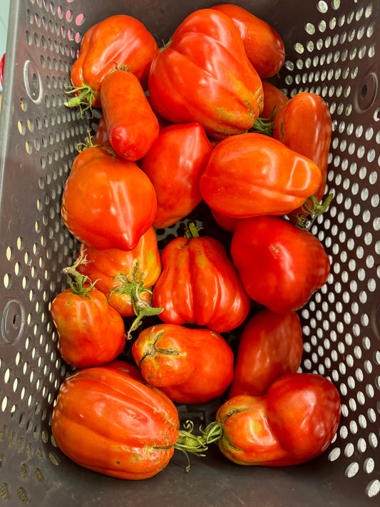 Plum  Sauce Tomatoes