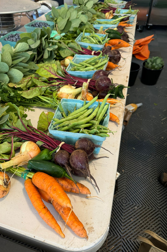 24 Week CSA-Marissa Coda-PP