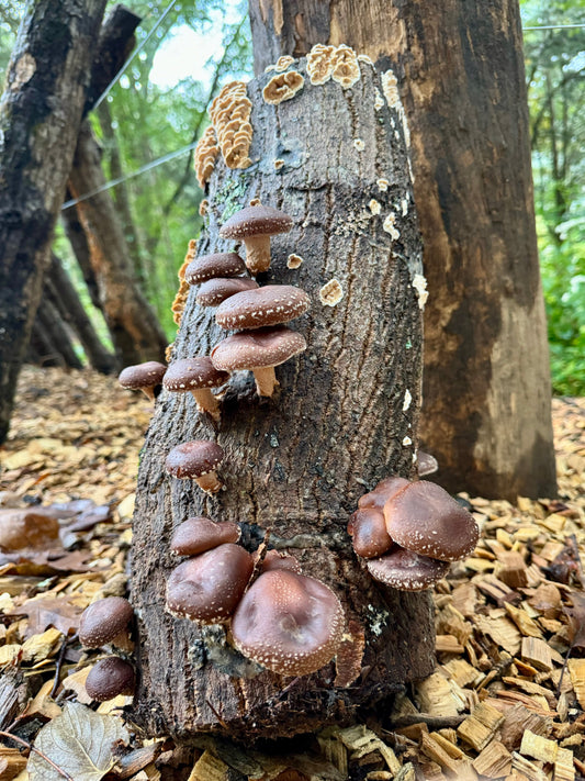 Shiitake Mushroom Growing Workshop