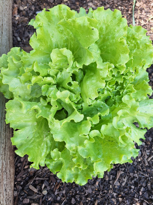 Green Leaf Lettuce