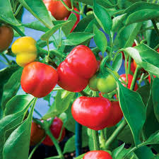 Pepper Plant-4"
