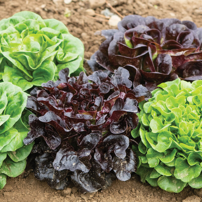 Salanova Lettuce Colored Mix