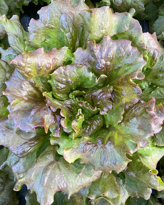 Teagan Italian Red Cross