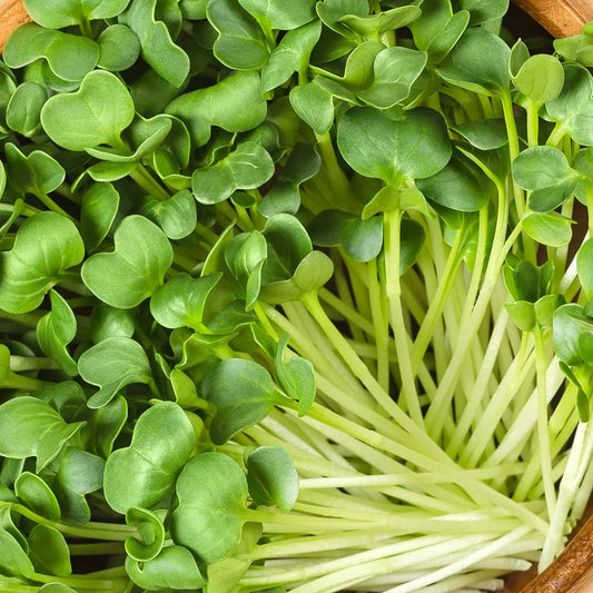 Daikon Radish Microgreens