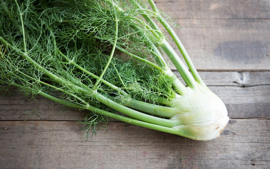 Fennel Bulb