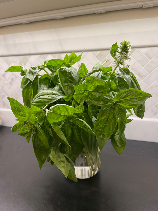Genovese Basil