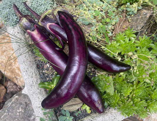 Orient Express Eggplant