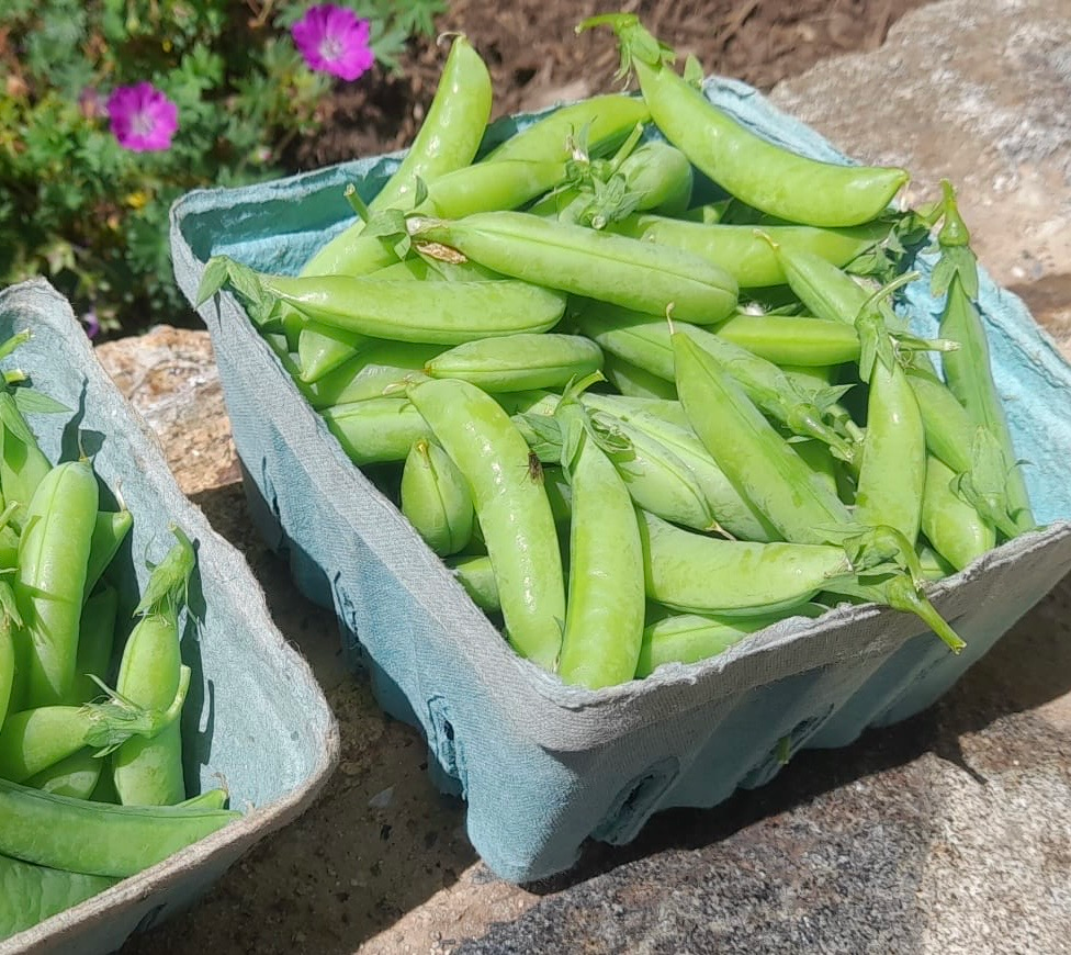 Sugar Snap Peas