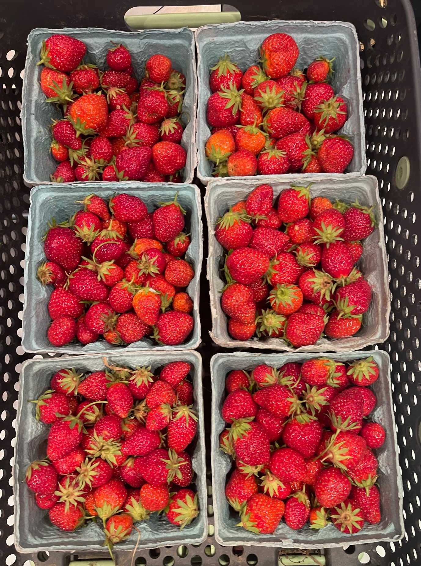Strawberries