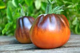 Tomato Plant - Blue Pear