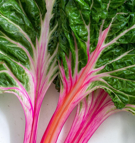 Peppermint Swiss Chard